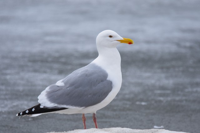 カモメ亜科 Ebird