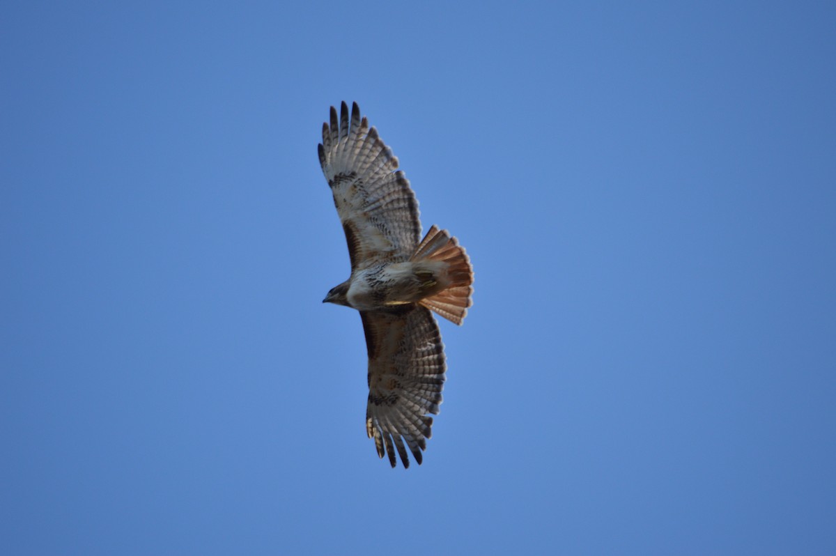 Red-tailed Hawk - ML226057711