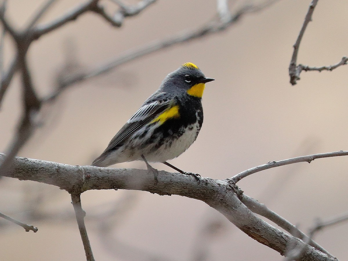 Yellow-rumped Warbler (Audubon's) - ML226059581