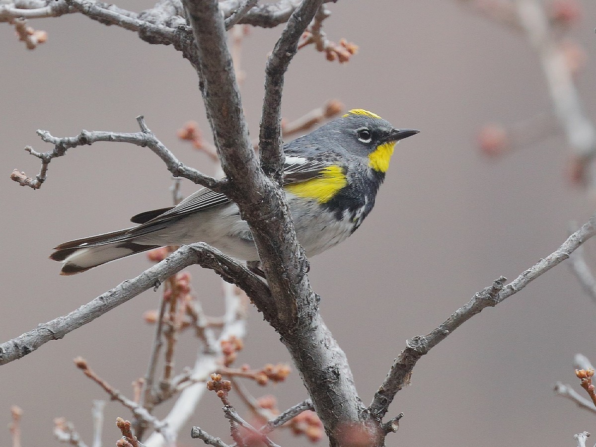 Yellow-rumped Warbler (Audubon's) - Bob Walker