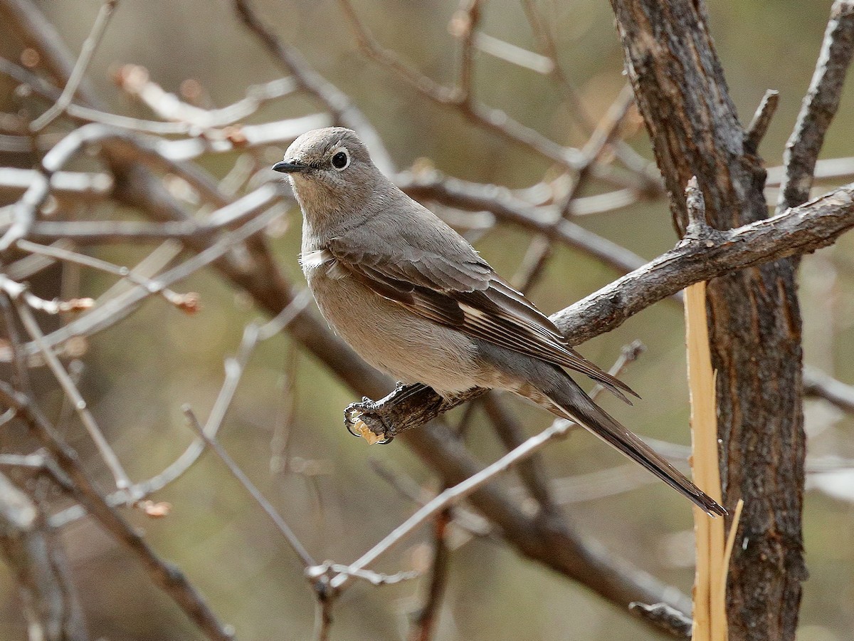 Townsend's Solitaire - ML226059831