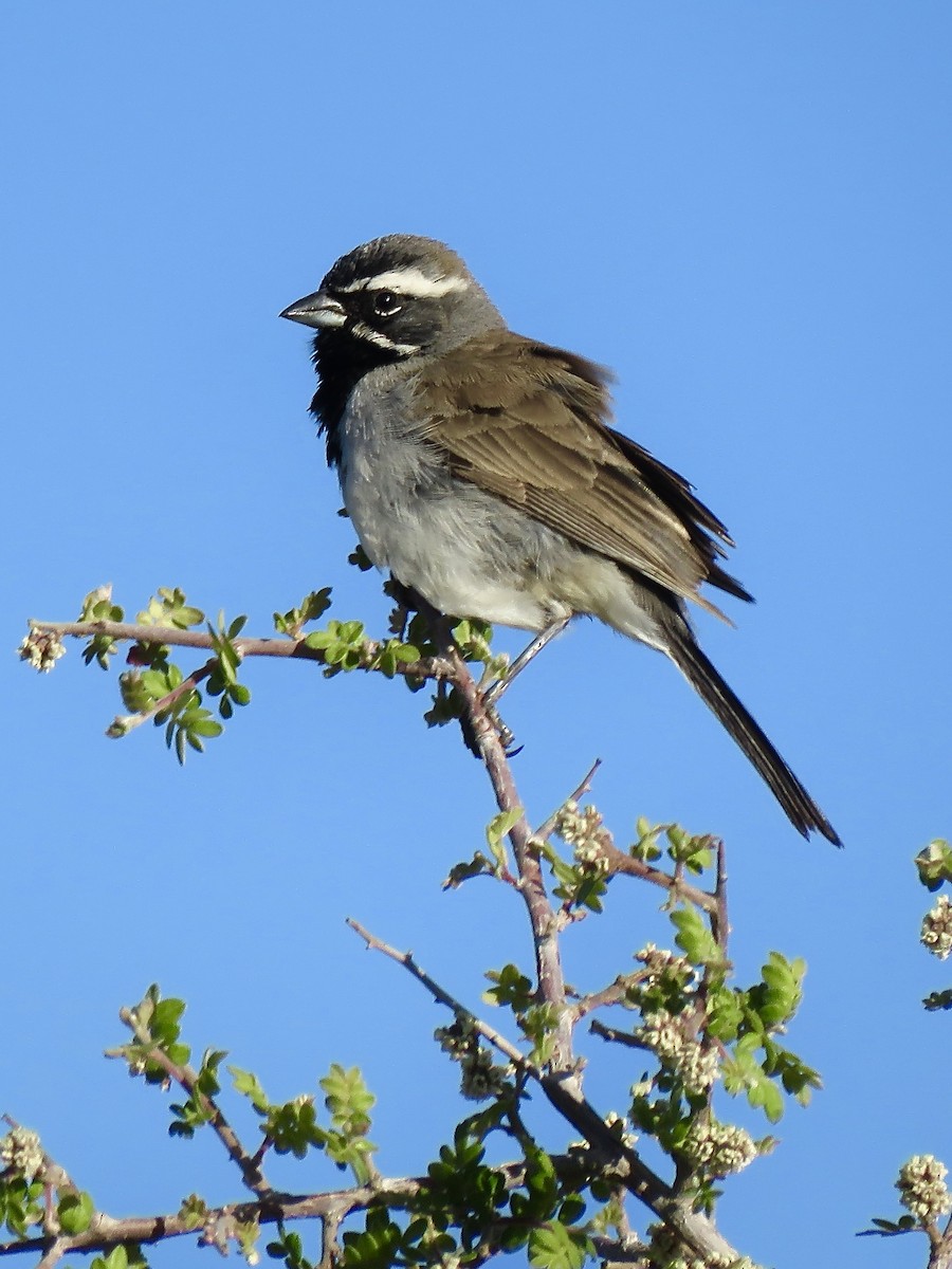 Black-throated Sparrow - ML226060821