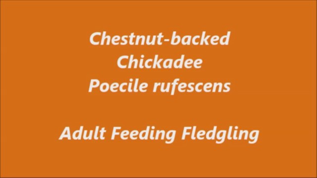 Chestnut-backed Chickadee - ML226061561