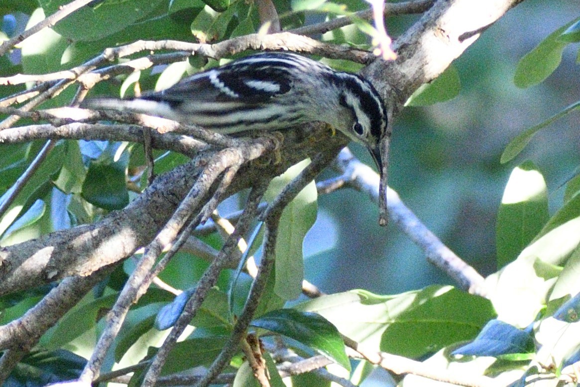 Black-and-white Warbler - ML226062441