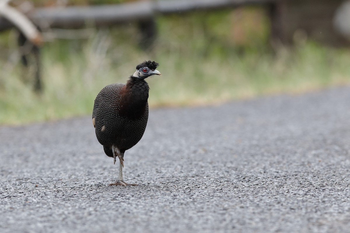 Southern Crested Guineafowl - ML226068511