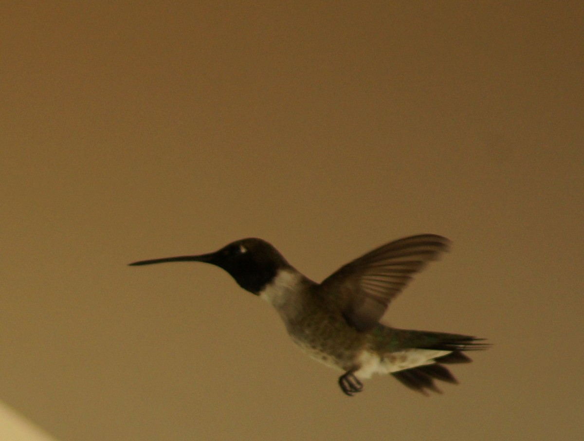 Black-chinned Hummingbird - Debbie White