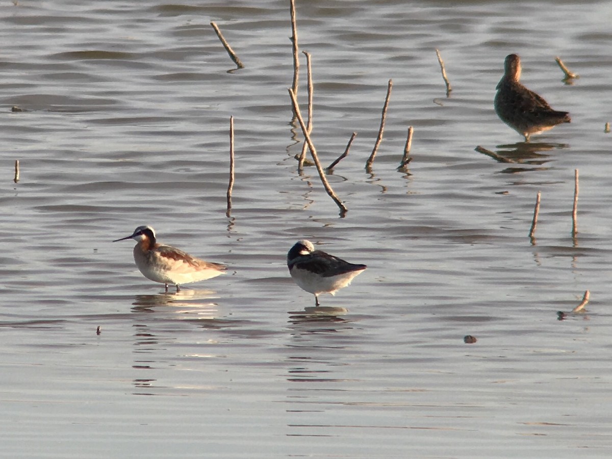 Ebird Checklist - 21 Apr 2020 - Mcalister Park, Lubbock - 20 Species