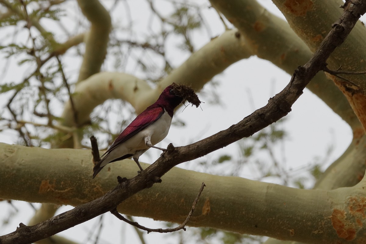 Violet-backed Starling - ML226074741