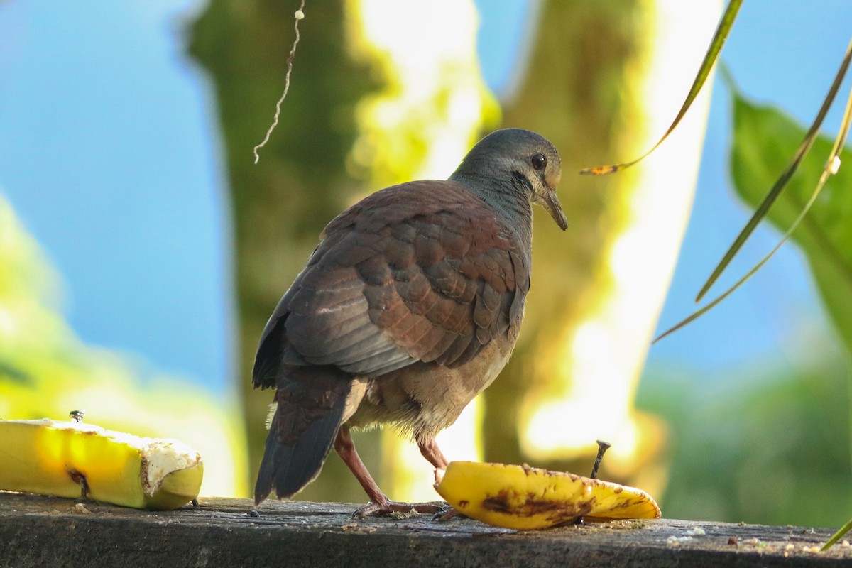 Buff-fronted Quail-Dove - ML226076311