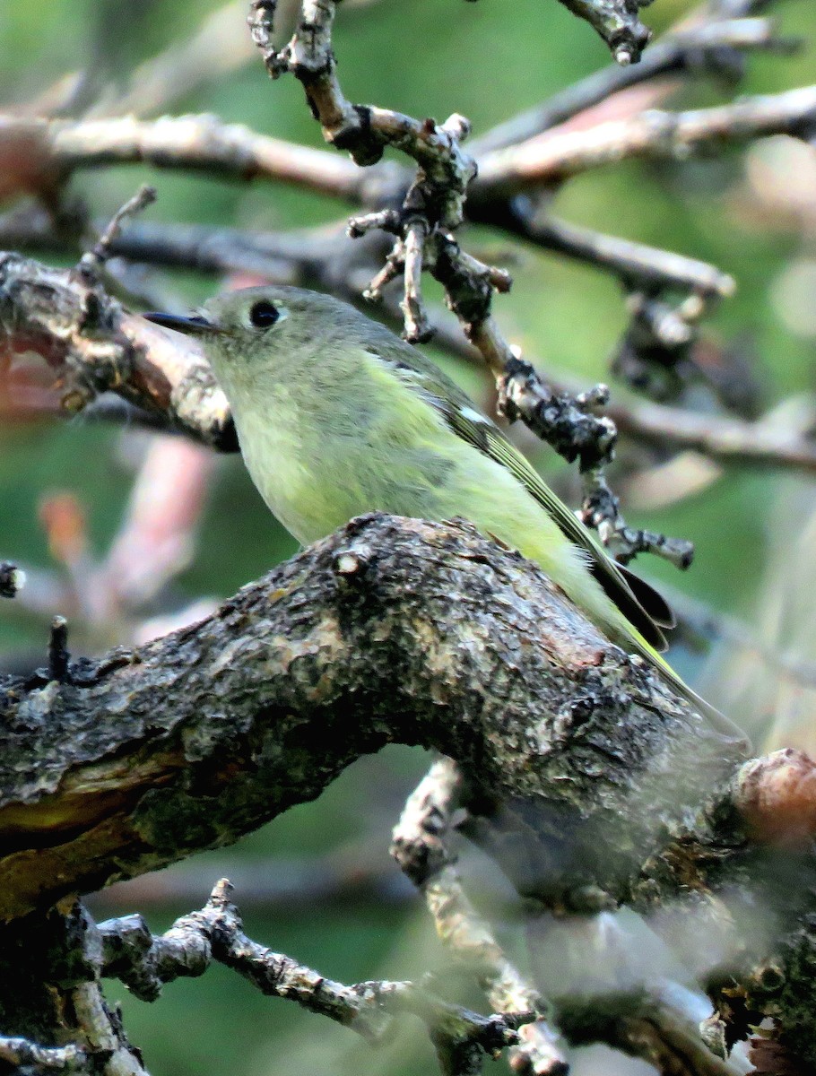 Ruby-crowned Kinglet - Patrick O'Driscoll