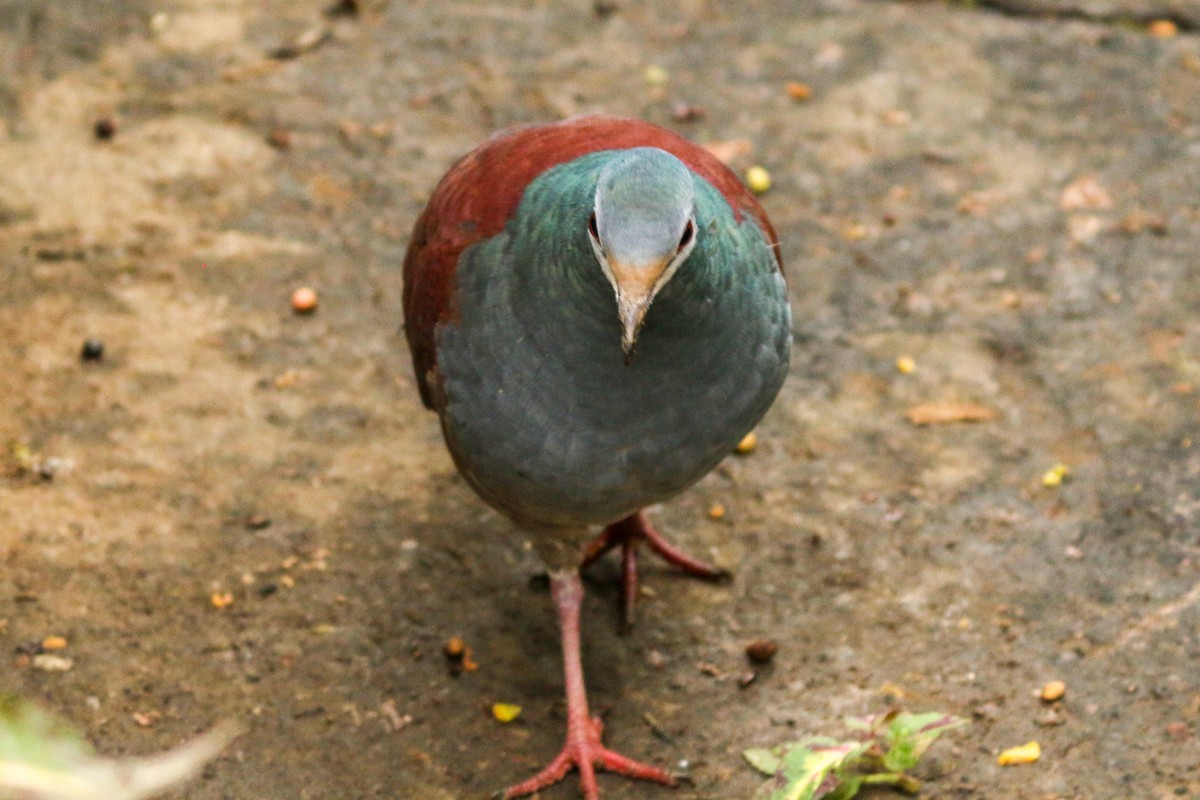 Buff-fronted Quail-Dove - ML226076861