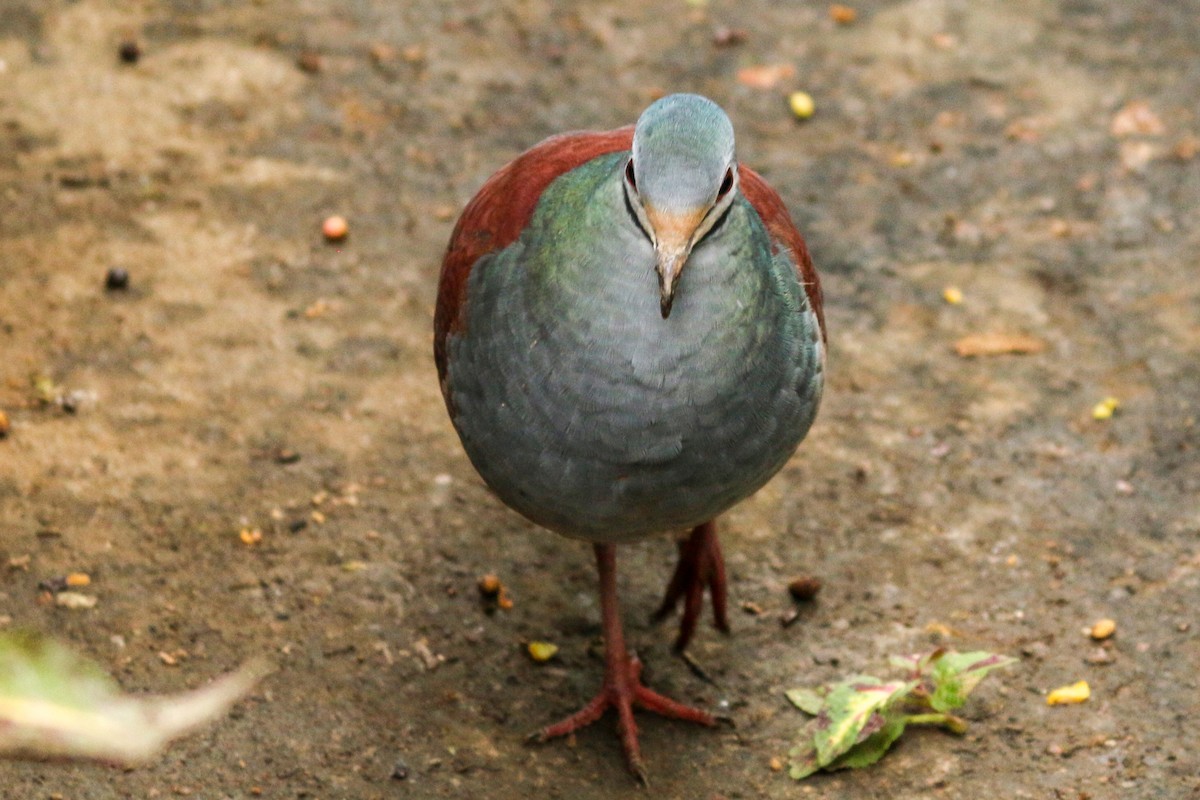 Buff-fronted Quail-Dove - ML226076901