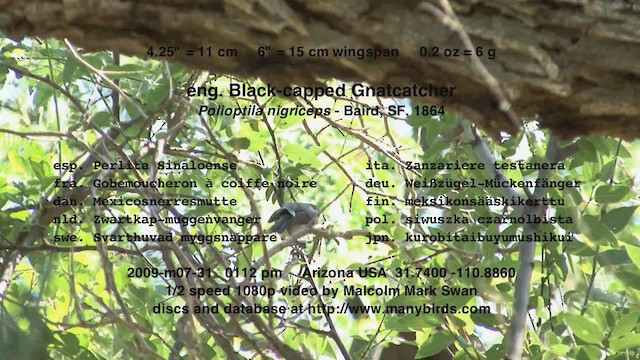 Black-capped Gnatcatcher - ML226078621