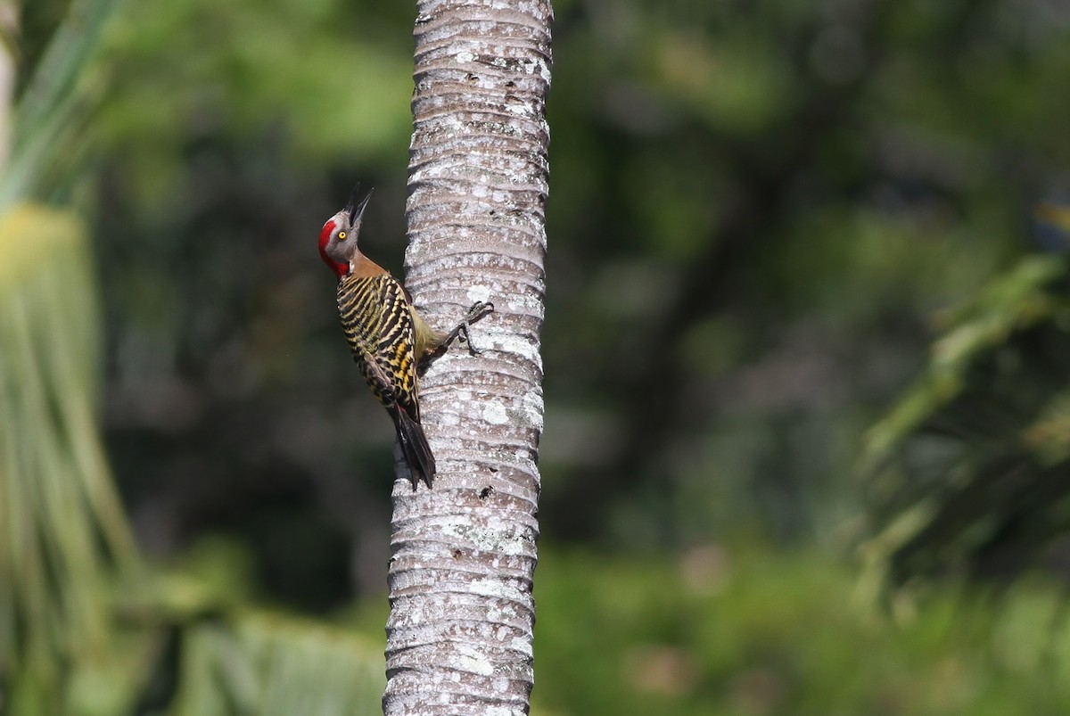 Hispaniolan Woodpecker - Alex Lamoreaux
