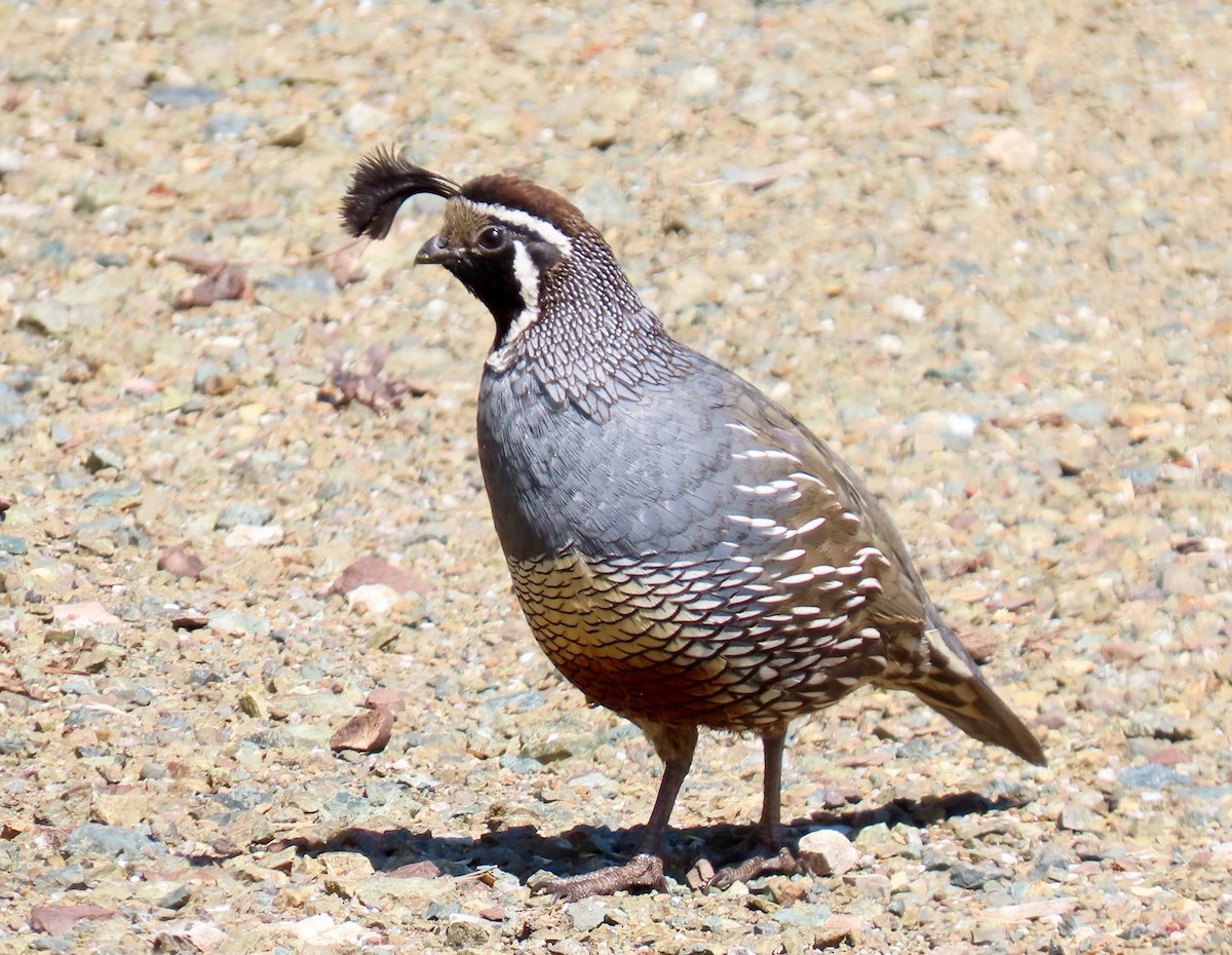 Ebird Checklist - 21 Apr 2020 - Islay Creek Campground--montana De Oro 