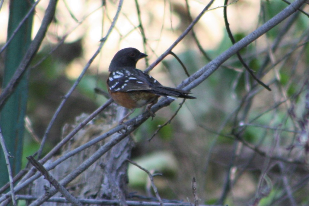 Spotted Towhee - Chad King
