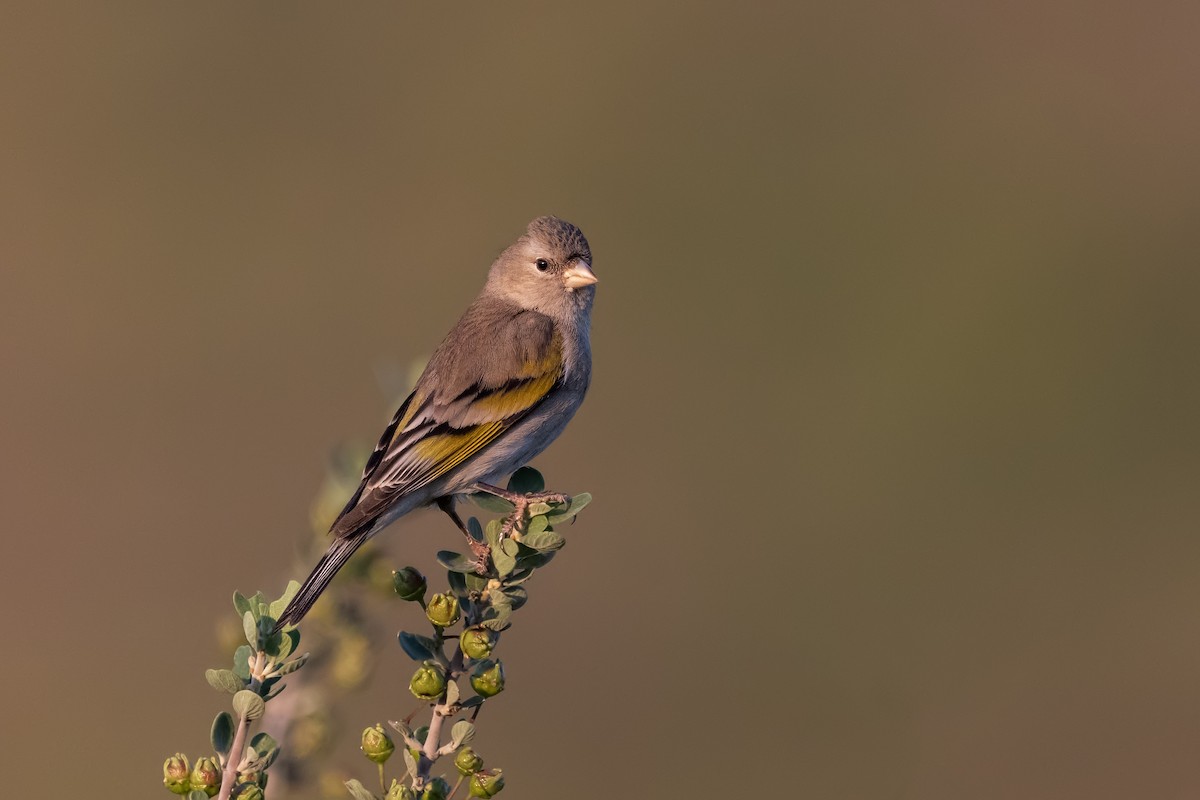 Lawrence's Goldfinch - ML226081631