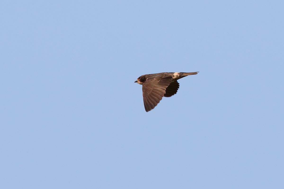 South African Swallow - ML226081891