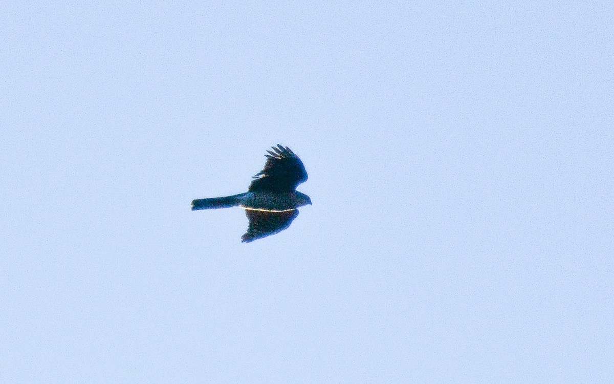 Eurasian Sparrowhawk - Gaja mohanraj