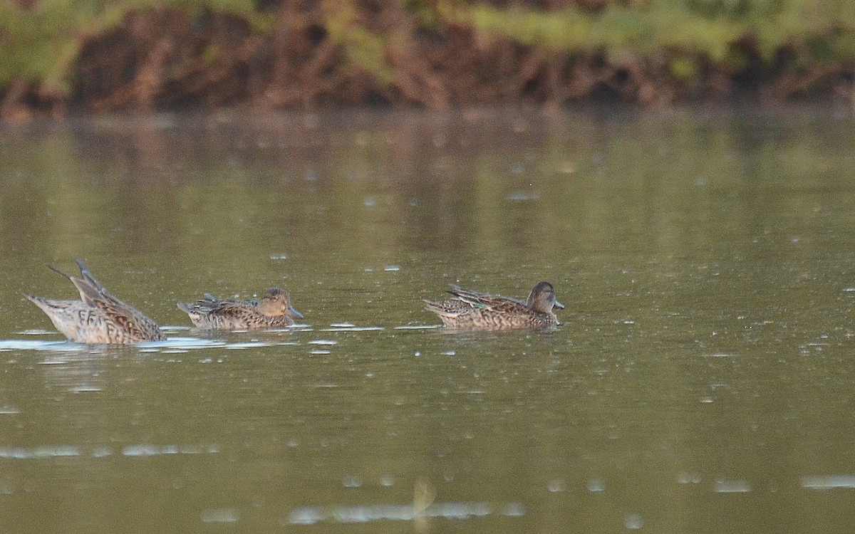 Green-winged Teal - ML226085181
