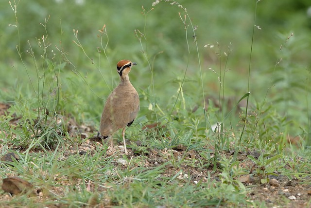 Dorsal view (subspecies <em class="SciName notranslate">ruvanensis</em>). - Temminck's Courser - 
