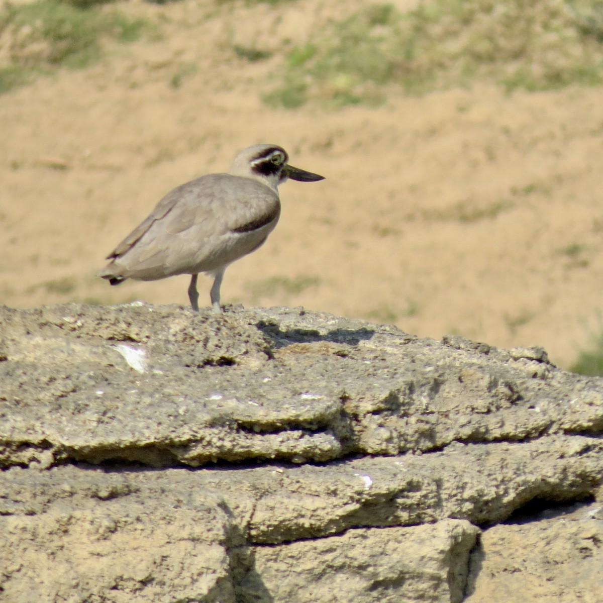 Great Thick-knee - ML226096981