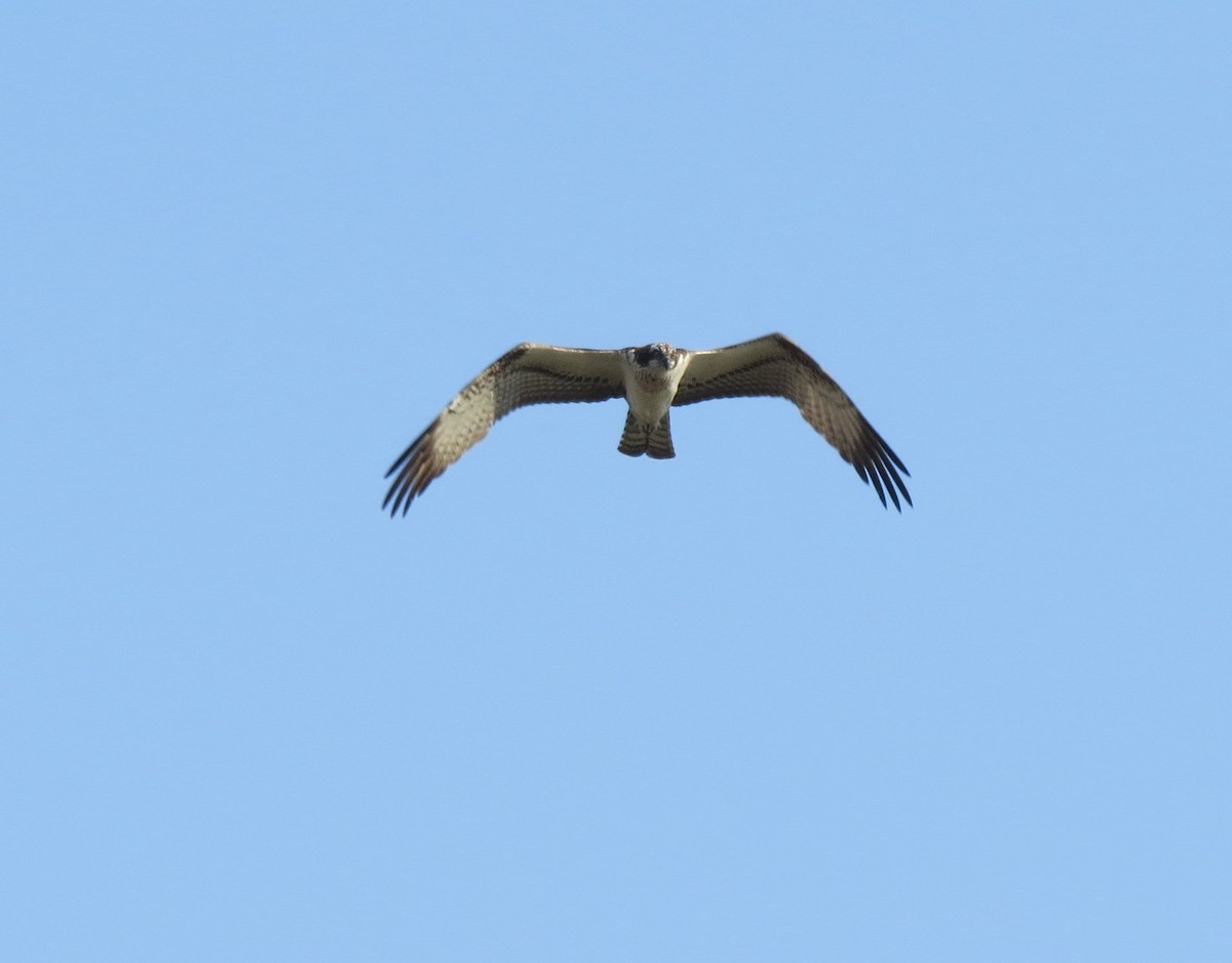 Águila Pescadora - ML226097011