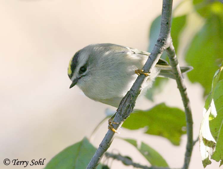 Golden-crowned Kinglet - Terry Sohl