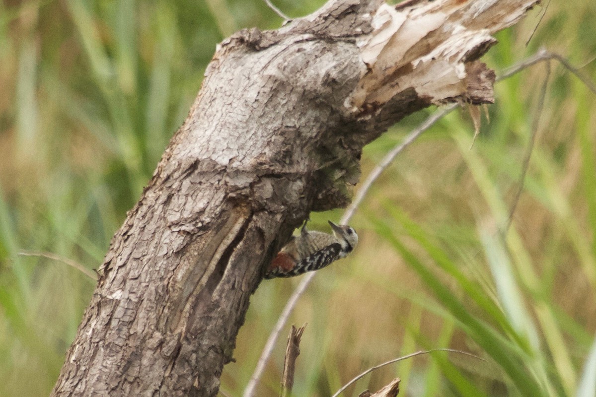 Freckle-breasted Woodpecker - ML22610321