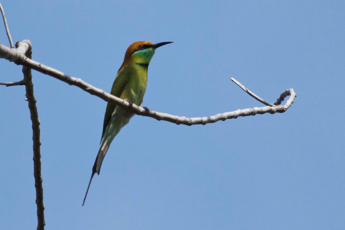 Asian Green Bee-eater - Nigel Jackett