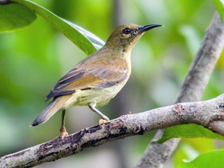 パドロックドラゴンヌ　クロコ　2332133 020241224 ノドアカコバシタイヨウチョウ - eBird