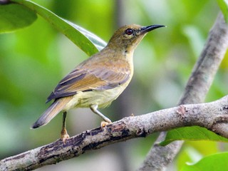 Female - Sakkarin Sansuk - ML226105191