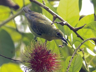 ノドアカコバシタイヨウチョウ - eBird