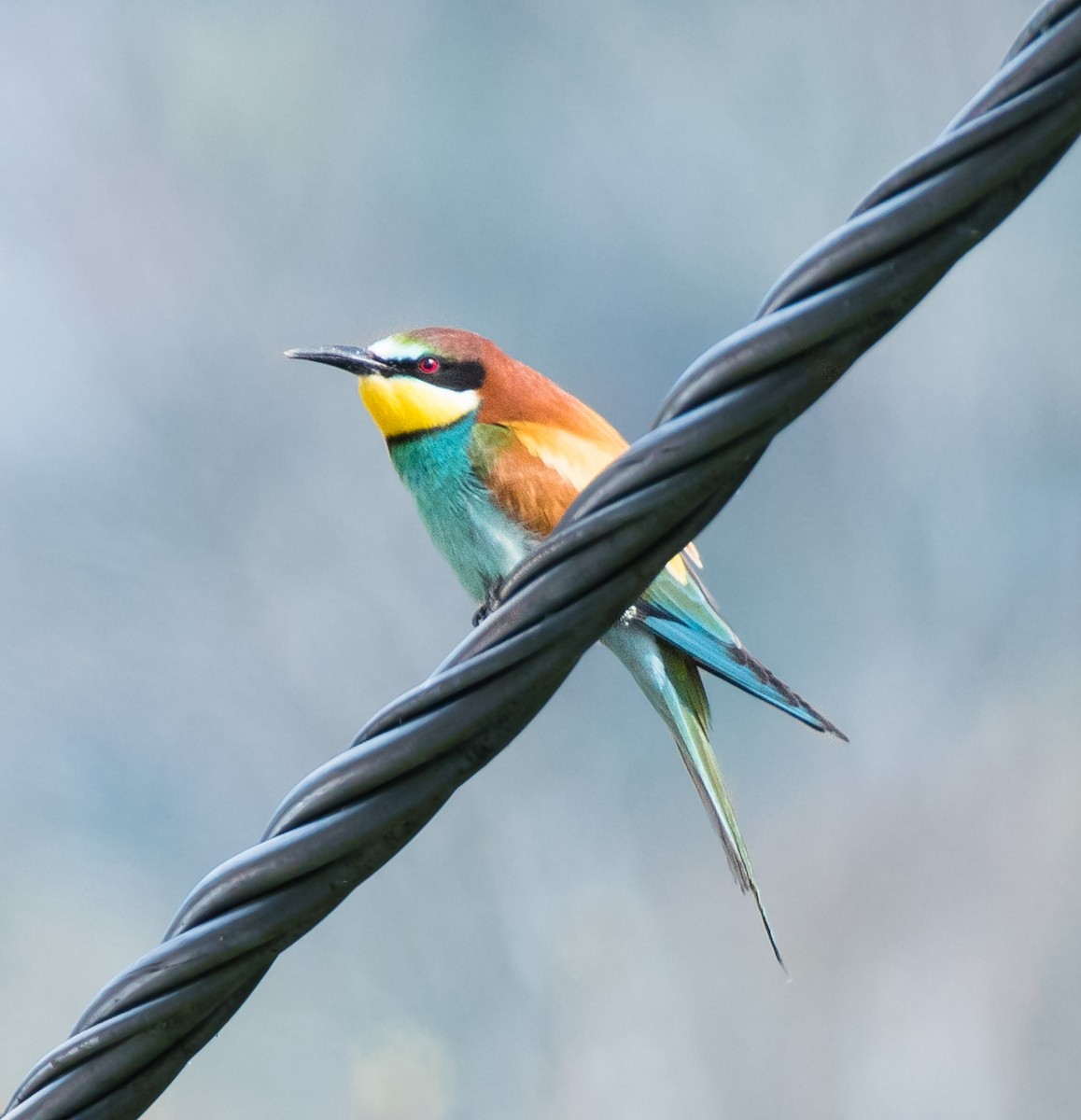 European Bee-eater - Luís Tão