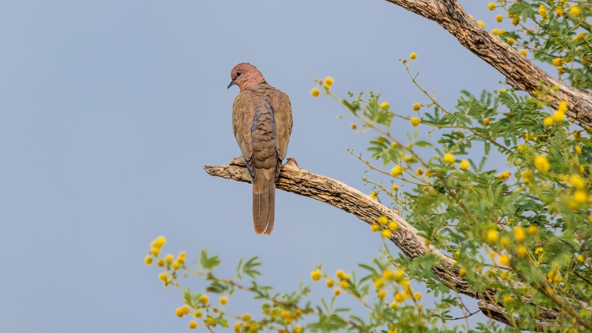 Laughing Dove - ML226106011