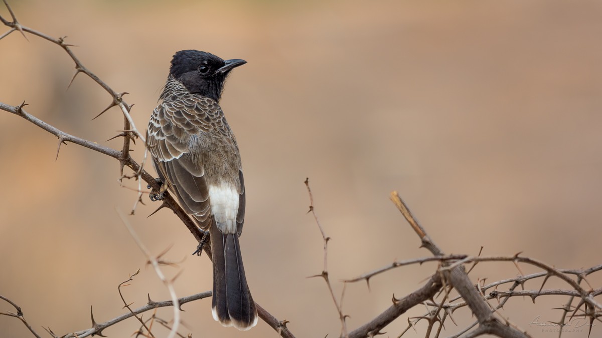 Red-vented Bulbul - ML226106021