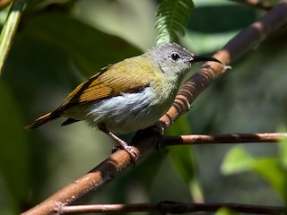 Female - Lars Petersson | My World of Bird Photography - ML226106291