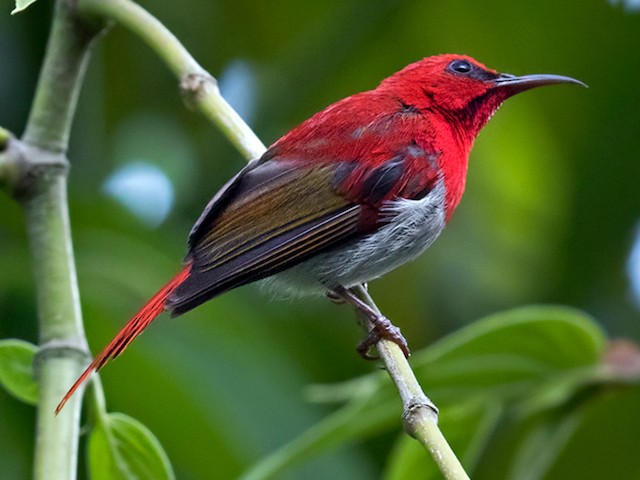 Photos - Temminck's Sunbird - Aethopyga temminckii - Birds of the World