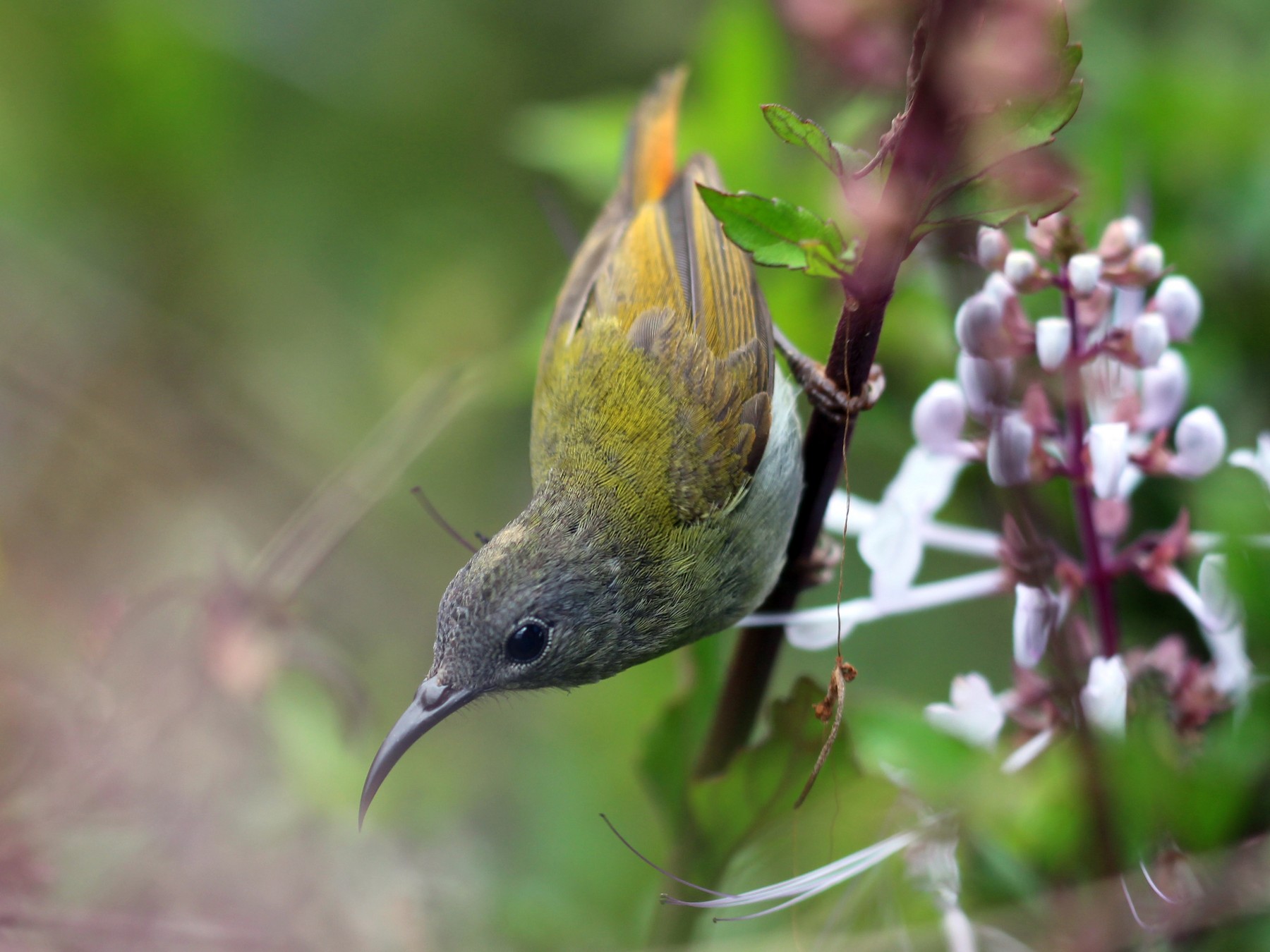 Temminck's Sunbird - Wayne Hsu