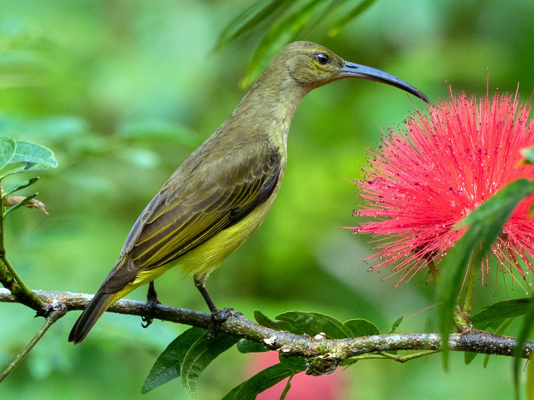 Thick-billed Spiderhunter - Forest Botial-Jarvis