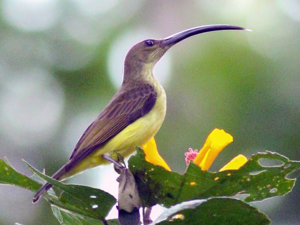 Long-billed Spiderhunter - Wilbur Goh