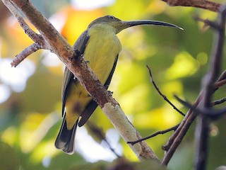  - Long-billed Spiderhunter