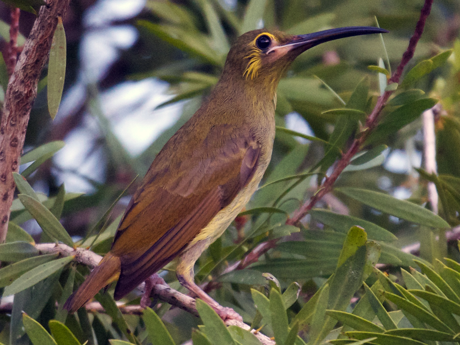 Желтоухая пауколовка - eBird