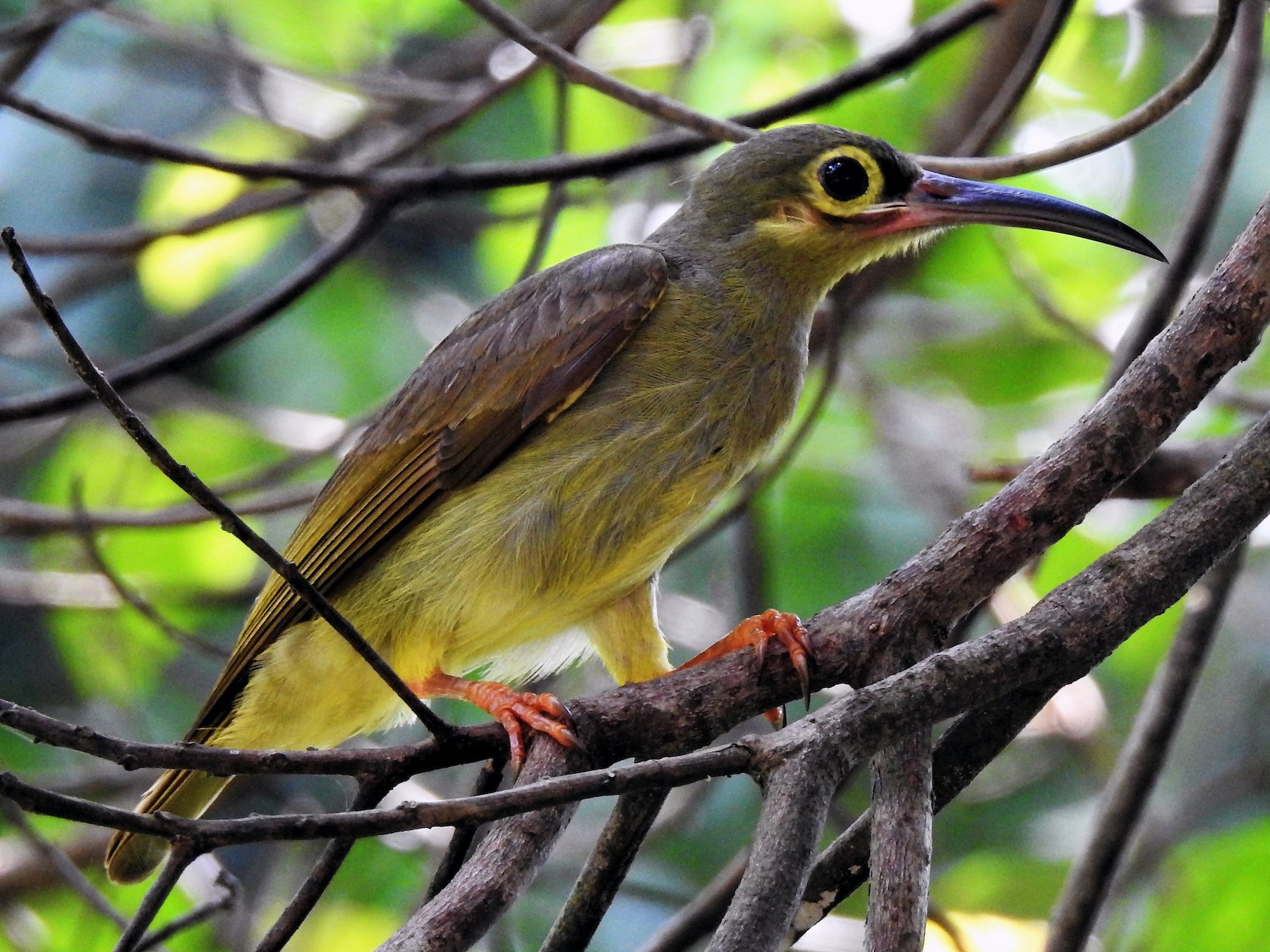 Spectacled Spiderhunter - Tuck Hong Tang