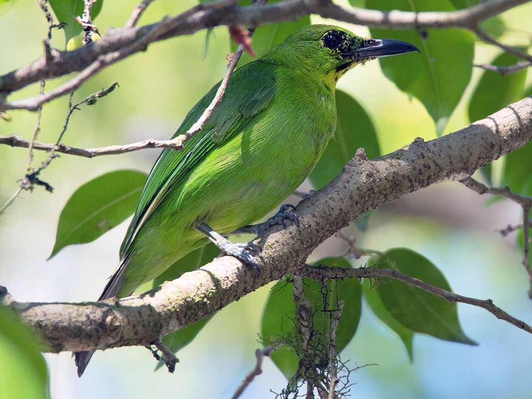 Greater Green Leafbird - Ayuwat Jearwattanakanok