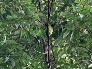 นกเพศผู้เต็มวัย - Kian Guan Tay - ML226107811