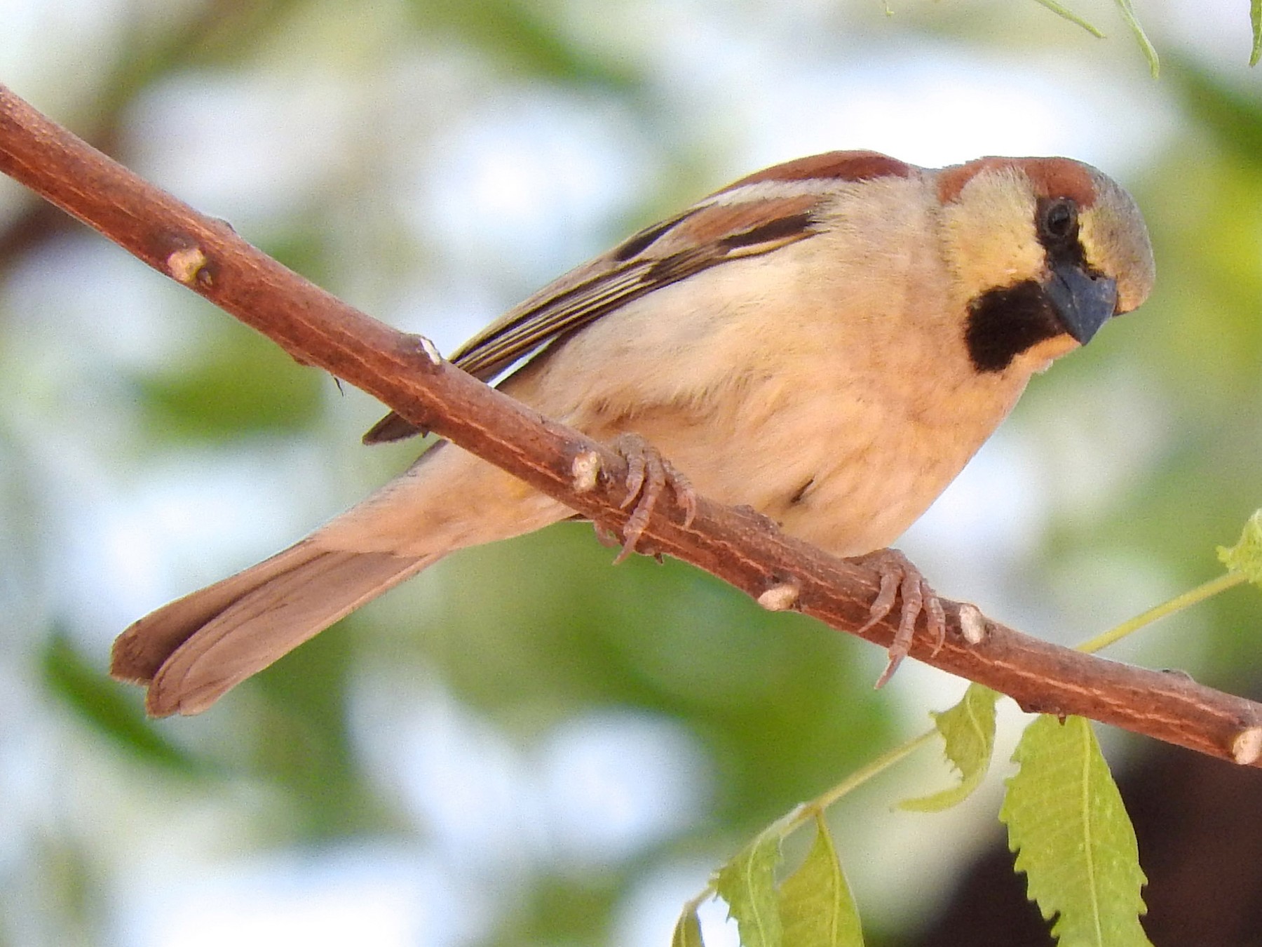 Plain-backed Sparrow - Cole Gaerber