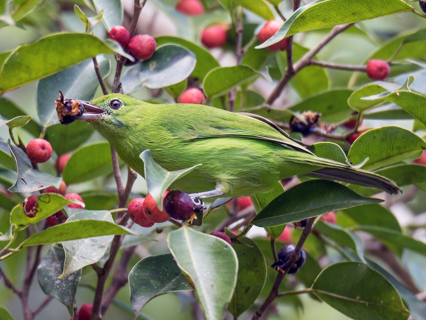 Lesser Green Leafbird - Wich’yanan Limparungpatthanakij