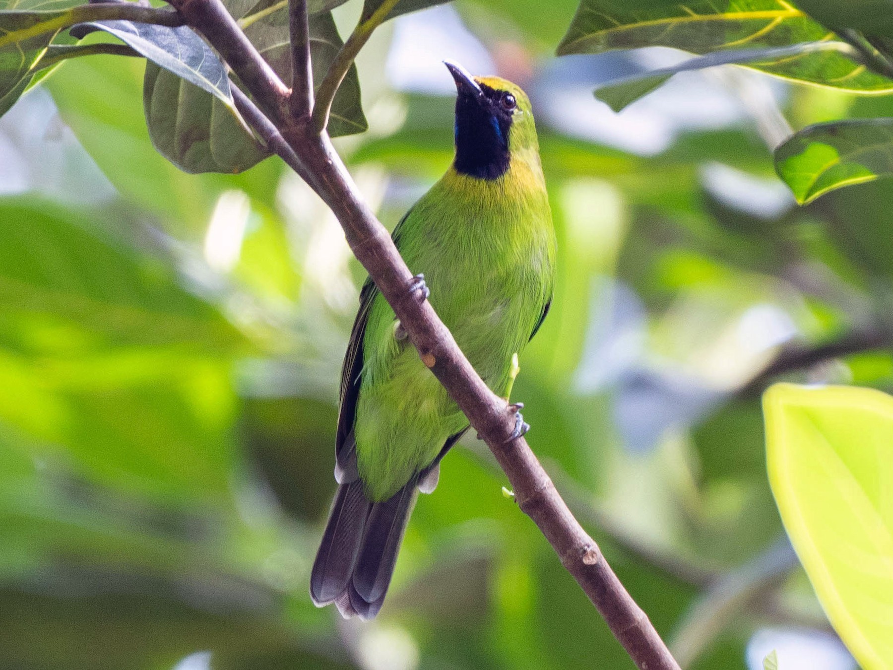 Lesser Green Leafbird - Andaman Kaosung