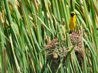 キンイロコウヨウジャク - eBird
